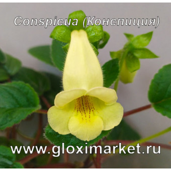 Синнингия желтая Conspicua ( Конспиция ) клубень 2 см